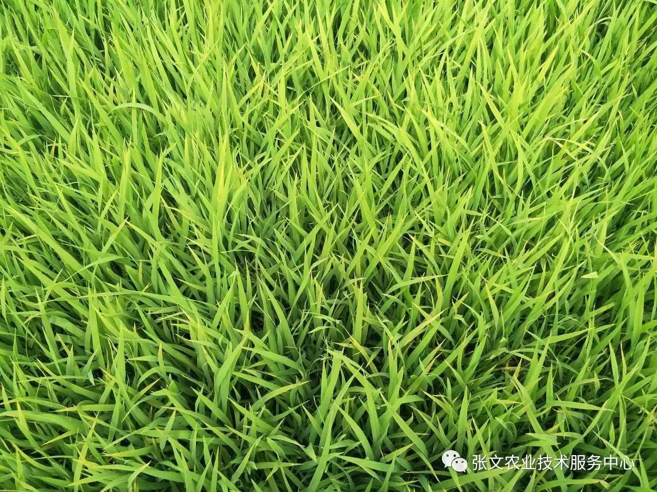 16年水稻最新除草剂，科技助力绿色农业的革新之路